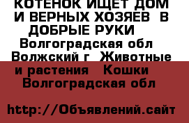 КОТЕНОК ИЩЕТ ДОМ И ВЕРНЫХ ХОЗЯЕВ! В ДОБРЫЕ РУКИ!  - Волгоградская обл., Волжский г. Животные и растения » Кошки   . Волгоградская обл.